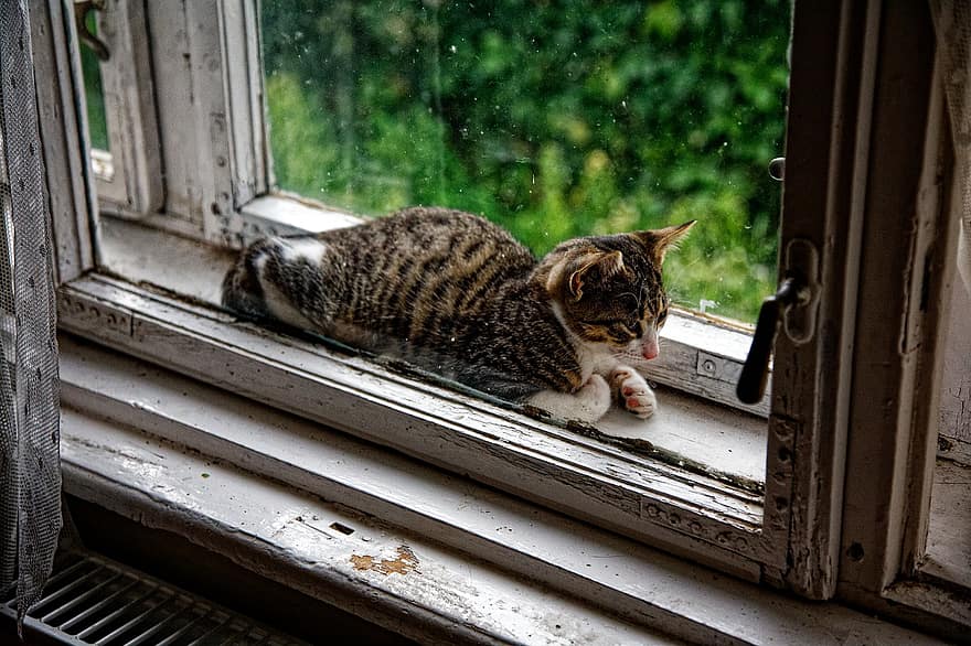 anak kucing, ambang jendela, kucing, hewan, licik, jendela, kucing rumahan, hewan peliharaan, imut, binatang lokal, kumis