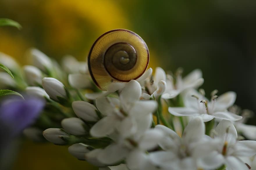 Snail, Shell, Mollusk, Flowers, Nature, Flora