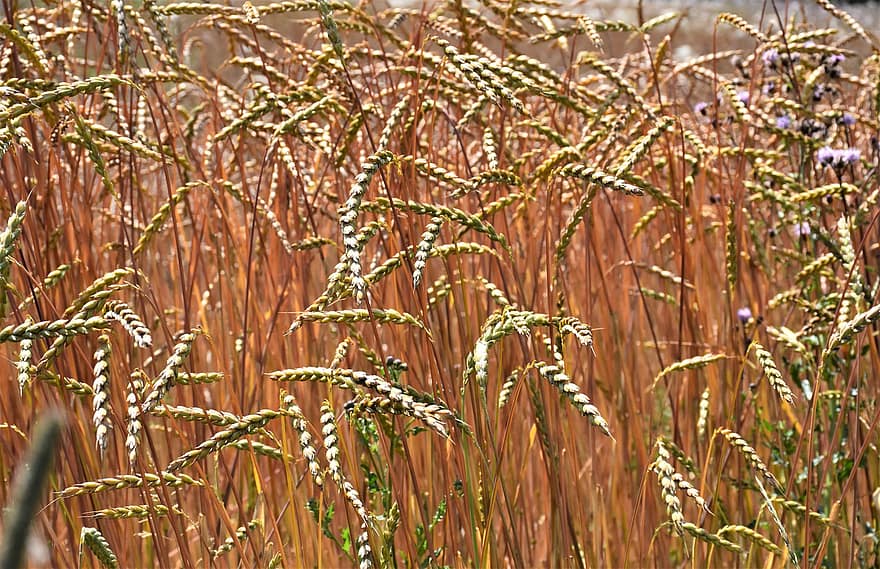зърно, зърнени храни, пшеница, селско стопанство, нива, поле, лято, растение, природа