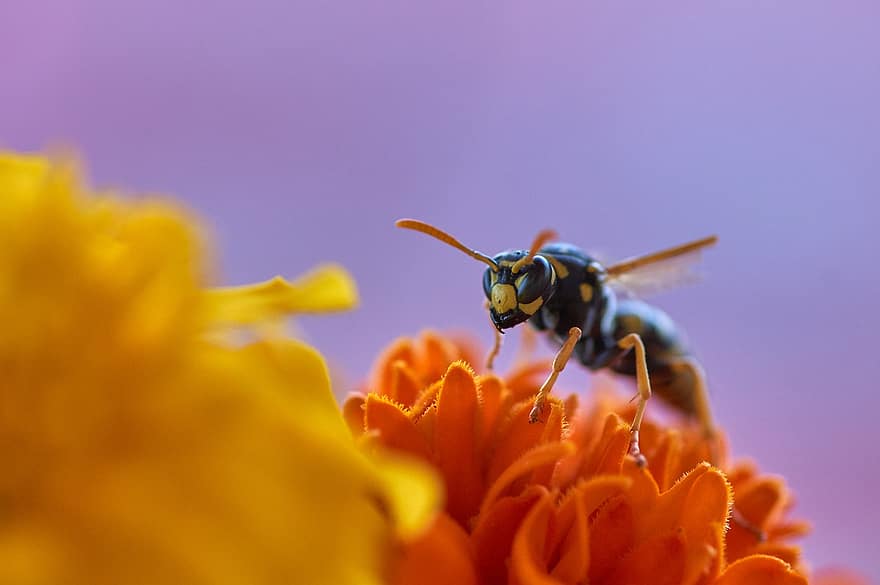 Wasp, Insect, Flower, Plant, Garden, Nature