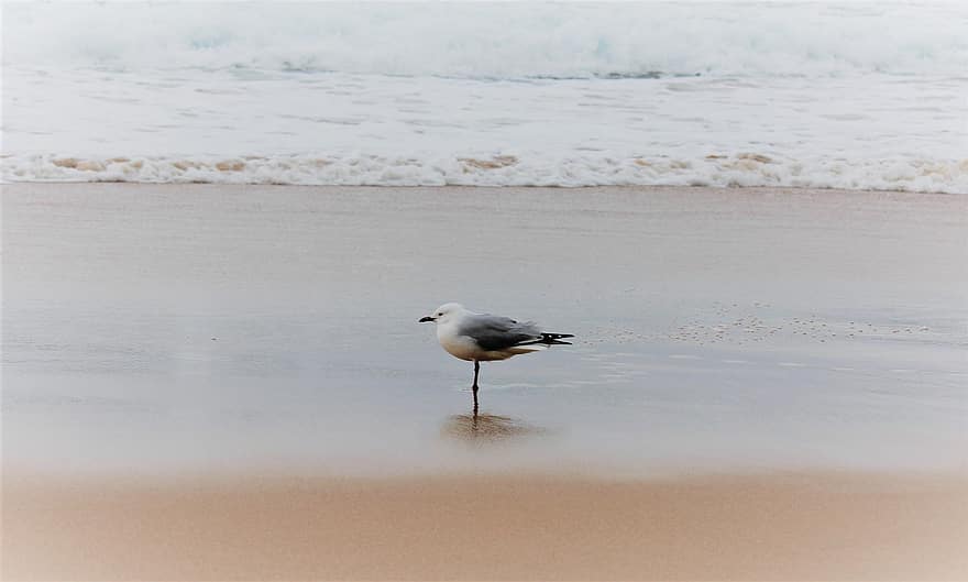 oiseau, pie, océan, la nature, le sable