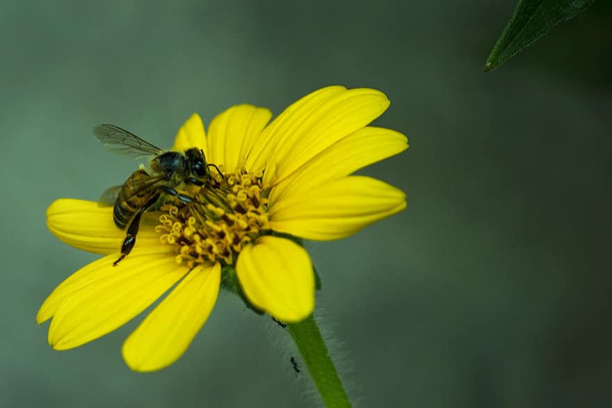 abella, nèctar, pol·len, insecte, flor, pètals, tija, naturalesa
