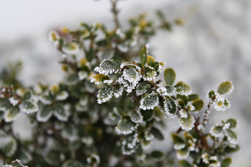 Rosenstock, eiskristalle, มายากลฤดูหนาว, ฤดูหนาว, หนาว, คราบนำ้ค้างแข็ง, ธรรมชาติ, แช่แข็ง, ที่ทำให้แข็ง, ขมเย็น, สาขา