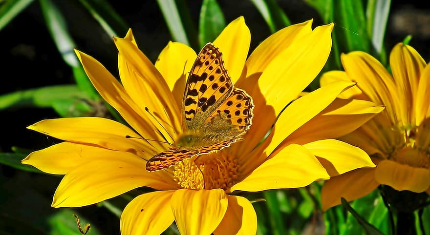 motyl, cynia, zapylanie, owad, żółte kwiaty, ogród, zbliżenie, żółty, kwiat, lato, roślina
