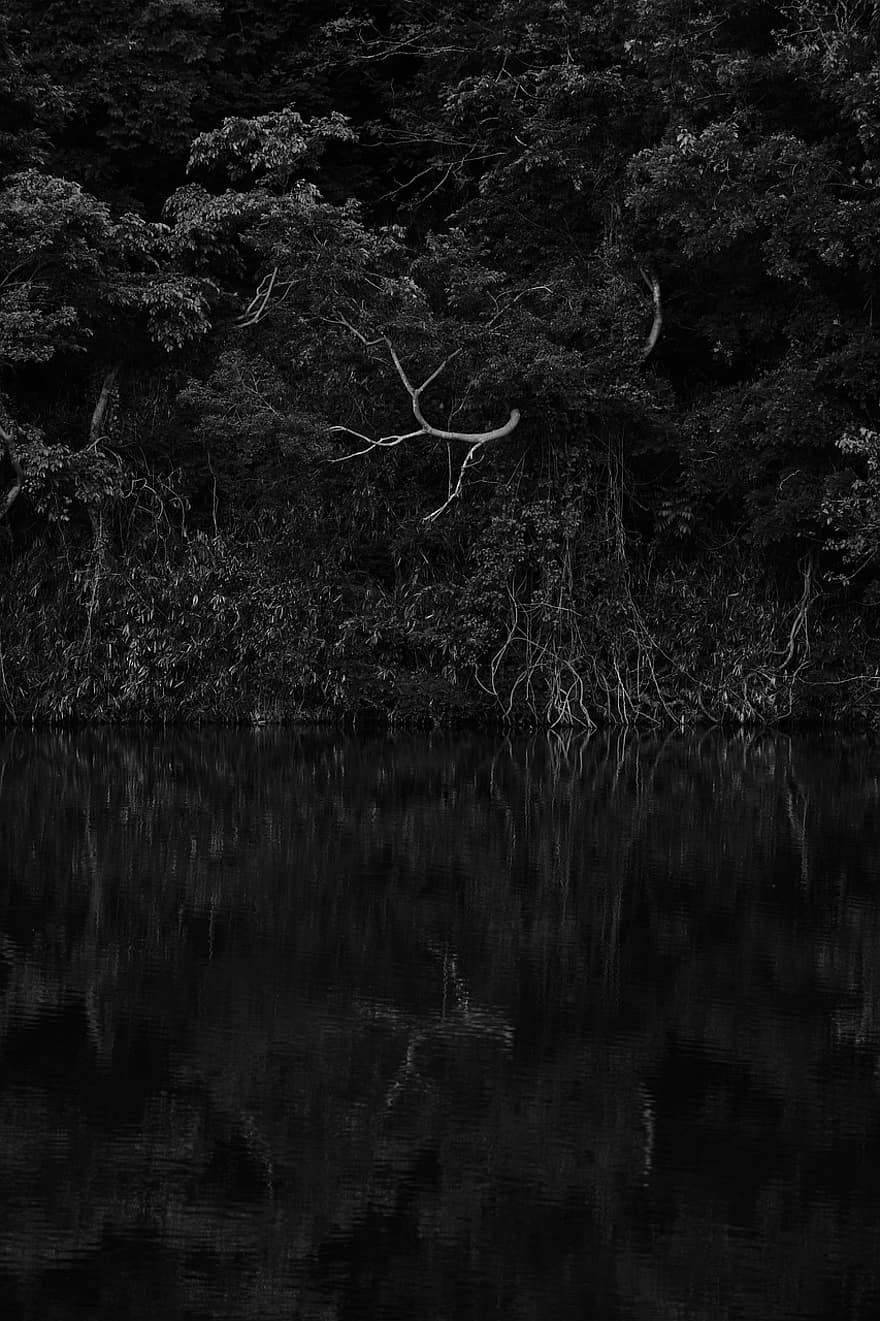 Nature, Outdoors, Wilderness, Jungle, Black And White, Pond, Woods, Grumpy, water, tree, forest