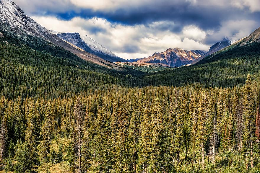 Forest, Mountains, Nature, Woods, Trees, Clouds, Sky, Schist, Wilderness, Outdoors, Banff