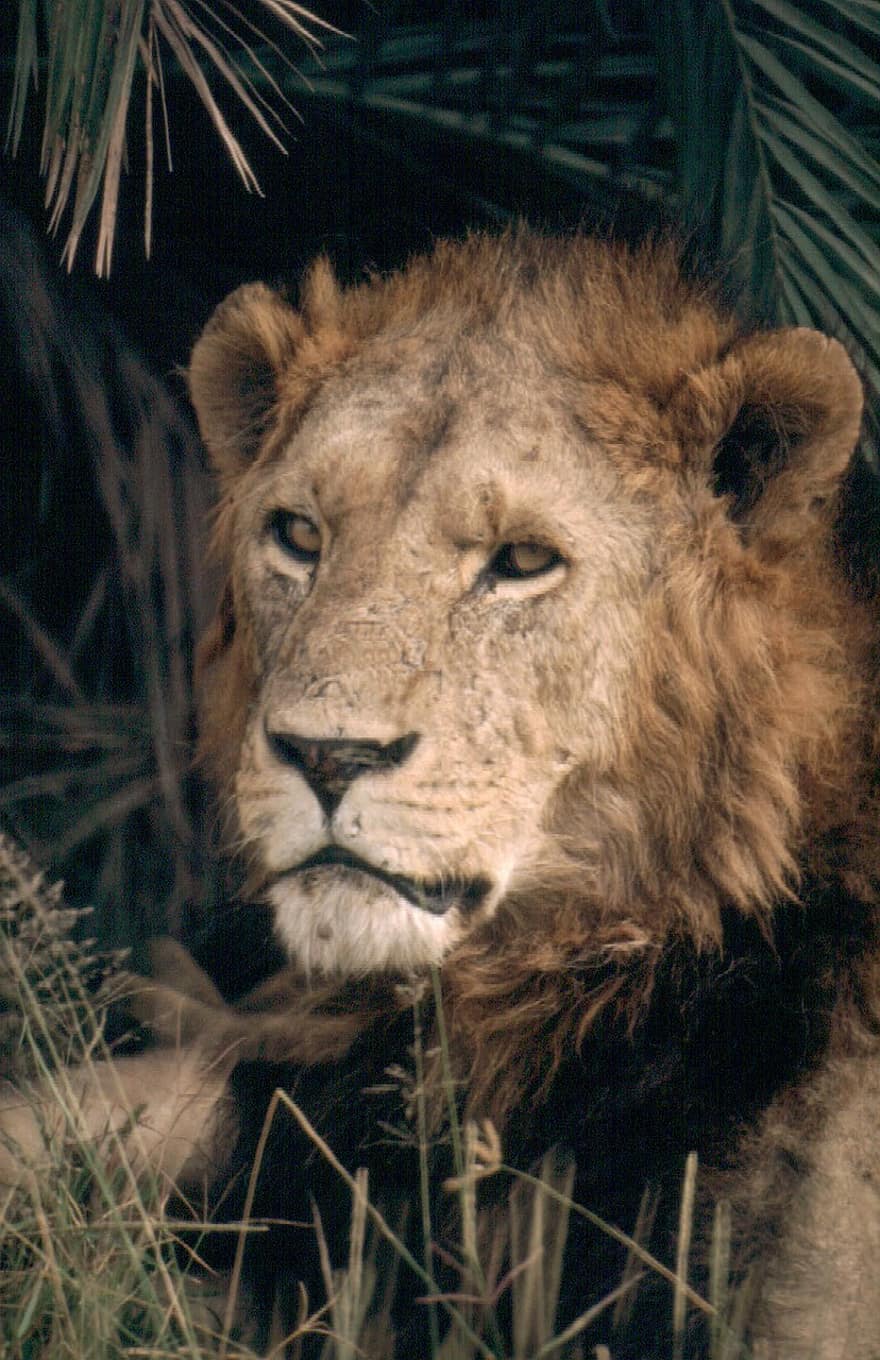 lev, král, džungle, zvíře, dravec, divoký, hříva, Afrika, kočka, savec, volně žijících živočichů