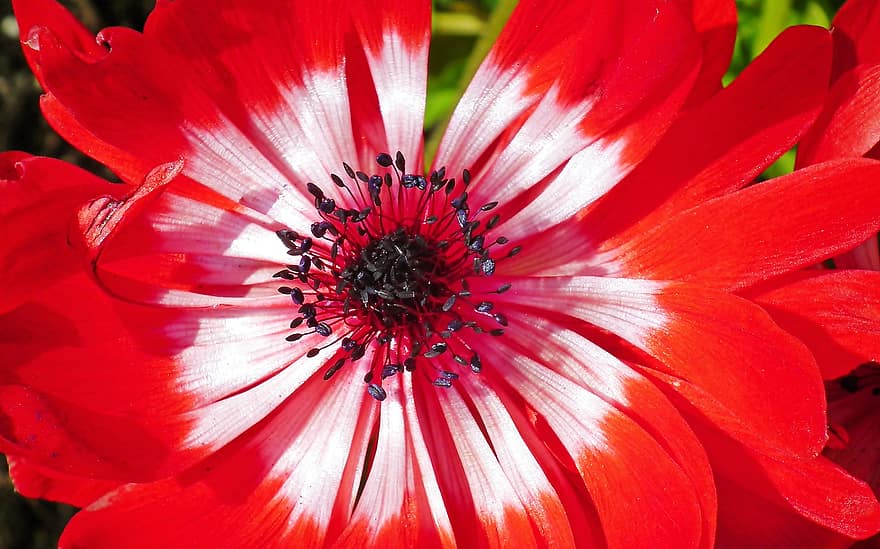 anemone, blomst, rød blomst, kronblade, røde kronblade, flor, blomstre, flora, plante, natur