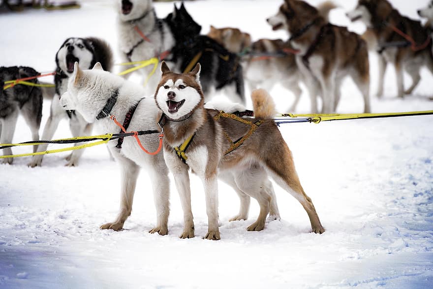husky, gos, mascota, arnès, neu, hivern, gos de trineu, trineu, gos de pura raça, caní, trineu de gossos