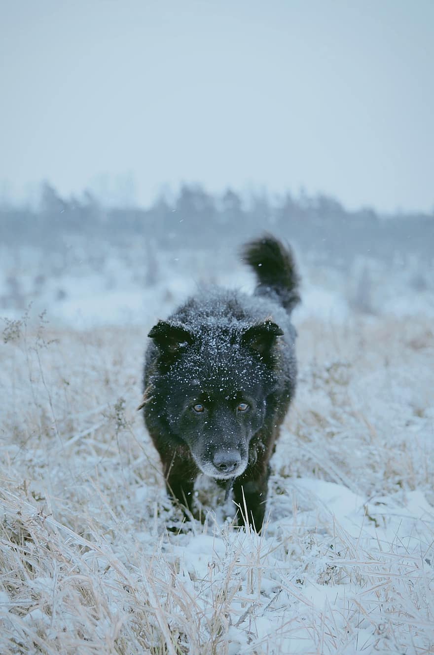 gos, hivern, perdició, caní