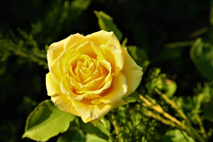 роза, цвете, растение, жълта роза, жълто цвете, природа, разцвет, цвят, цъфтящи растения, декоративно растение, флора