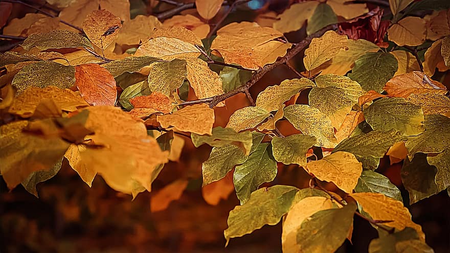 бук, листья, осень, падать, листва, дерево, завод, Флора, природа