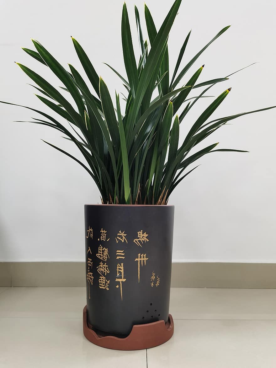 Potted Plant, Houseplant, Ornamental Plant, Decor