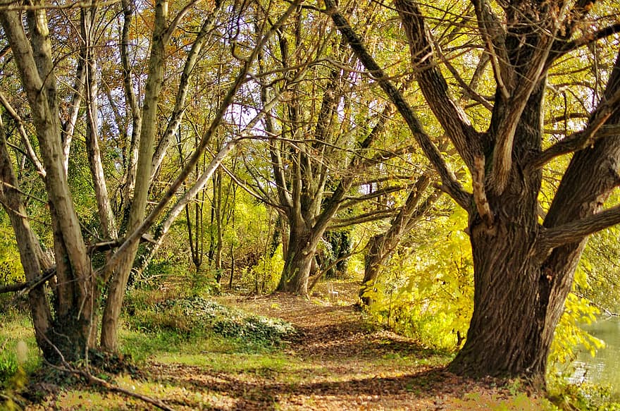 foresta, sentiero, autunno, alberi, pista, natura, paesaggio, boschi, all'aperto, albero, foglia