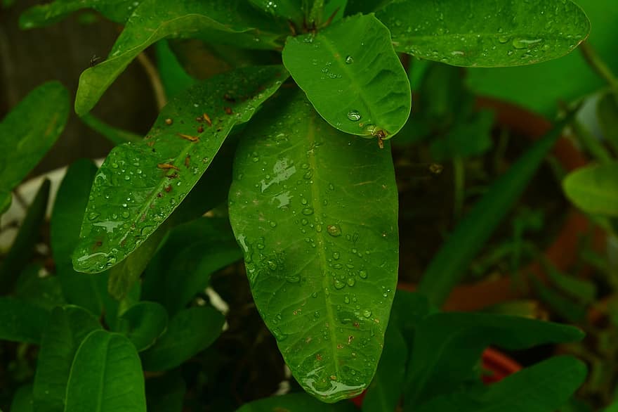 이파리, 빗방울, 자연, 식물, 녹색, 정원