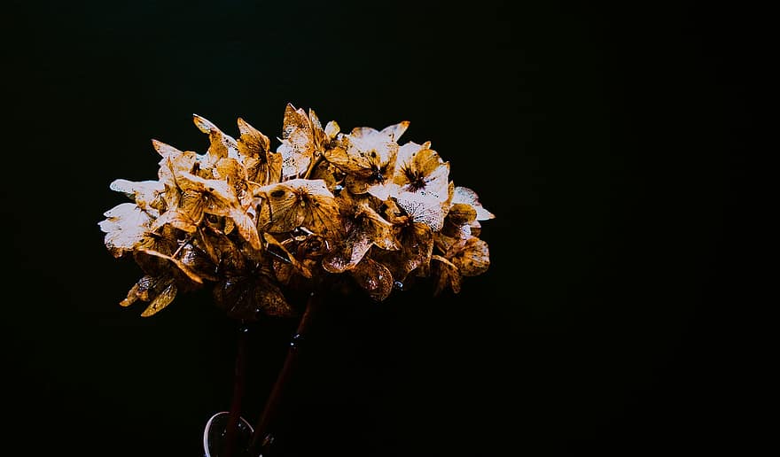 Dried Flowers, Flowers, Plant, Withered, Dry Flowers, Decorative