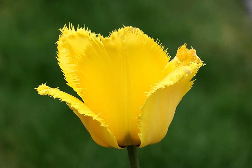 Tulpe, gelbe Tulpe, gelbe Blume, blühen, Flora, Natur, Frühling, Blume, Gelb, Sommer-, Nahansicht