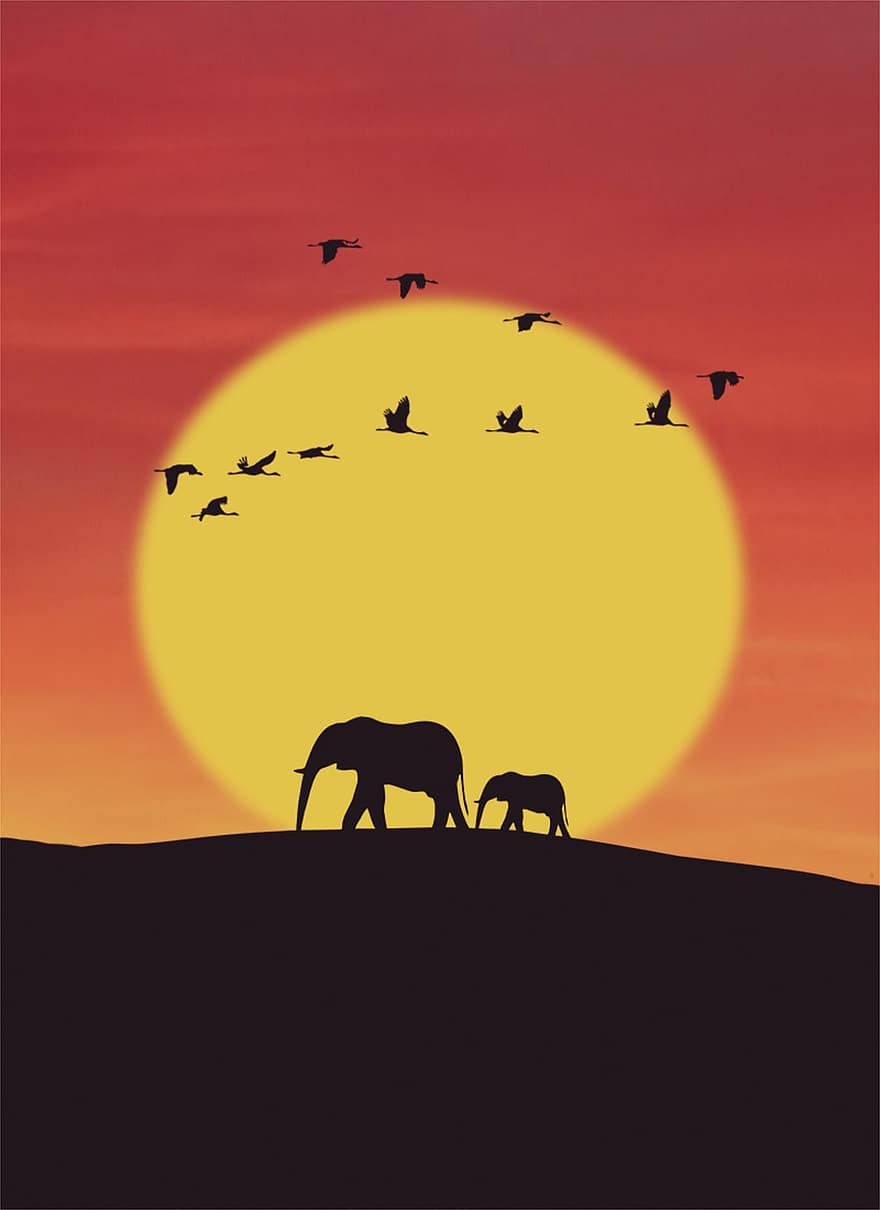 elefant, solnedgang, sol, illustrasjon, dyr, fugler, bakgrunns, bakgrunn, oransje
