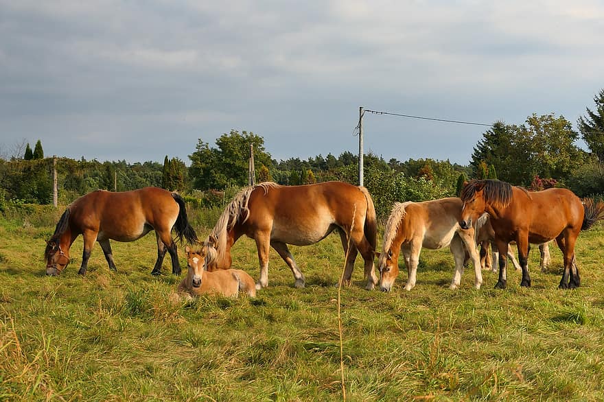 les chevaux, troupeau, pâturage, jument, poulain, équine, animaux, mammifères, herbe, champ, Prairie