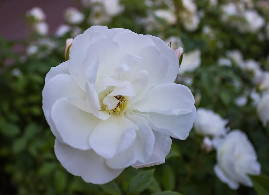 vasara, pavasaris, sodas, pobūdį, Iš arti, gėlė, žydi, Balta rožė