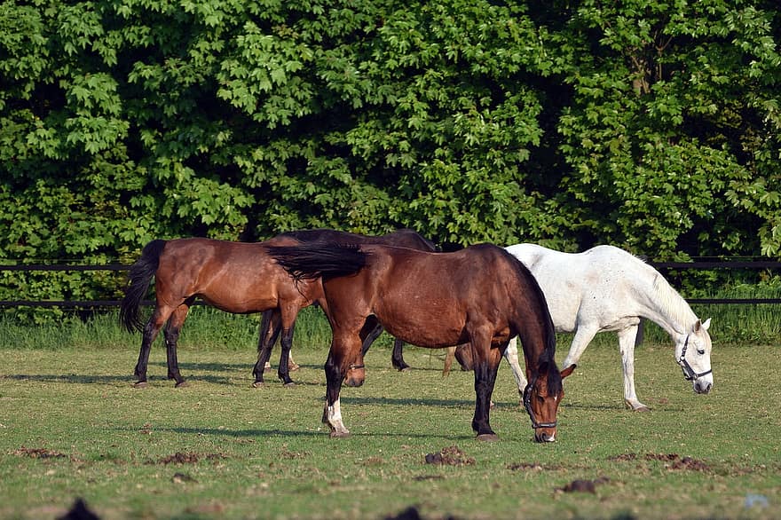 động vật, ngựa, động vật có vú, đồng cỏ, đuôi, phong cảnh, bờm, loài, nông trại, cỏ, con ngựa
