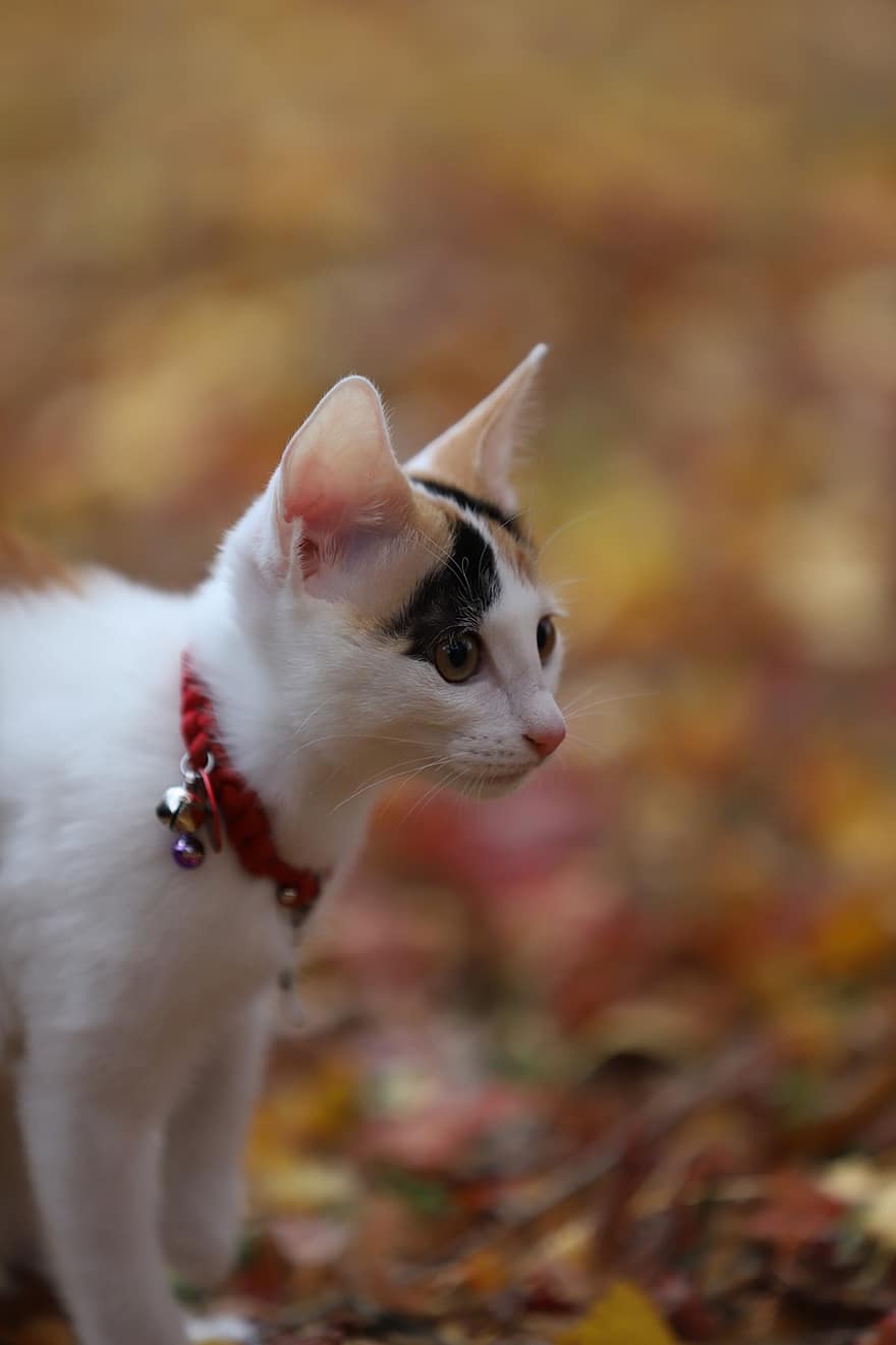 kočka, domácí zvíře, venku, calico cat, zvíře, domácí kočka, Kočkovitý, savec, roztomilý, portrét, podzim