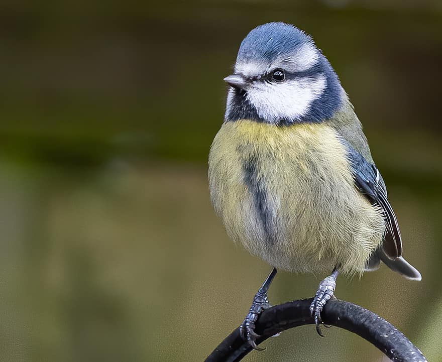 mésange bleue, oiseau, perché, mésange, animal, plumes, plumage, le bec, facture, observation des oiseaux, ornithologie