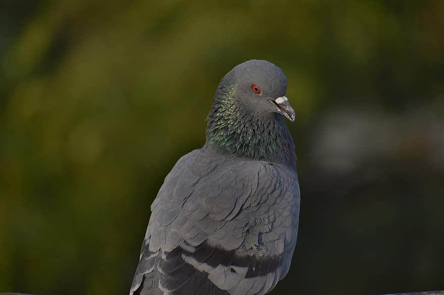 pigeon sauvage, Pigeon, oiseau, plumes, plumage, ave, aviaire, ornithologie, observation des oiseaux, animal, le monde animal