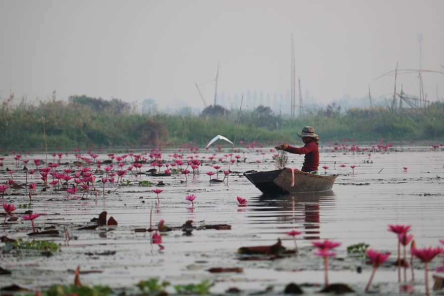 Thailand, Lotus Flowers, Lily Pads, Boat, Lake, Nature, Flowers, Asia, Sunrise, Plants, Southeast Asia