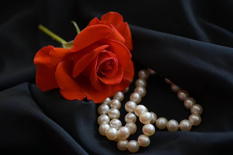 Red Rose, Flower, Pearls, Petals, Red Petals, Red Flower, Close Up, Bloom, Blossom