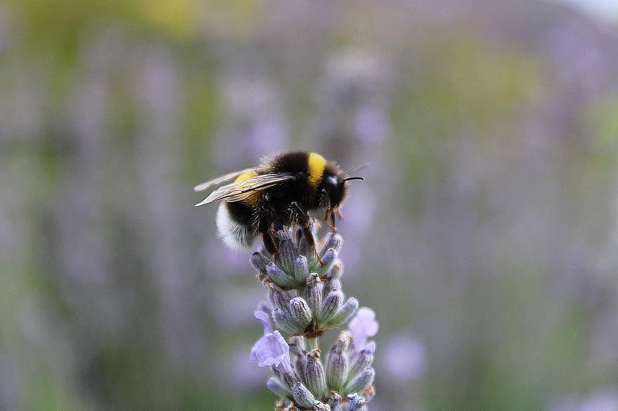 Hummel, Biene, Insekt, Lavendel, blühen, Natur, Garten, Nektar, Pollen, Tier, Flügel