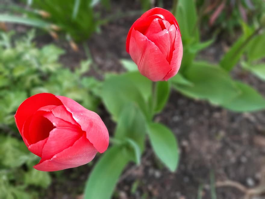tulipaner, blomster, røde tulipaner, petals, røde kronblader, blomst, blomstre, flora, natur, vårblomster