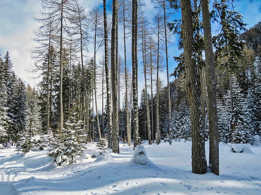 木、自然、冬、シーズン、屋外、森林、荒野、森の中、降雪、針葉樹、雪