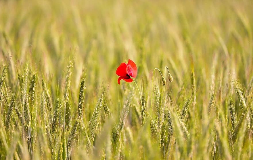 Corn, Poppy, Botany, Field, Cultivation, Agriculture, Nature, summer, meadow, plant, flower