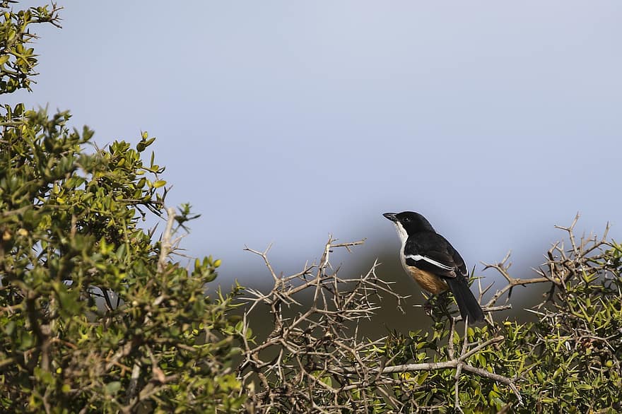 Southern Bou Bou, Blackheaded Oriole, Bird, Perched, Branches, Trees, Perched Bird, Beak, Plumage, Feathers, Ave