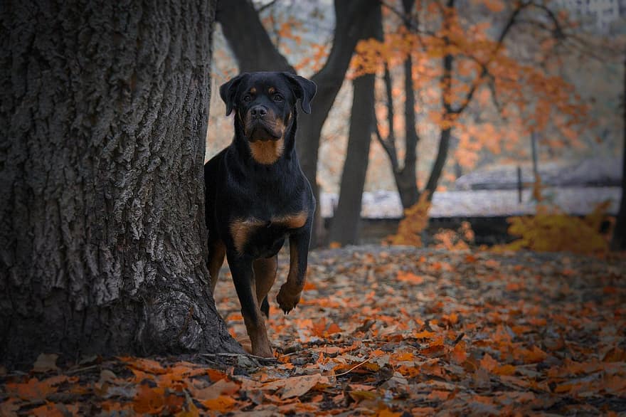 animal, dog, rottweiler, pets, autumn, purebred dog, canine, cute, tree, forest, puppy