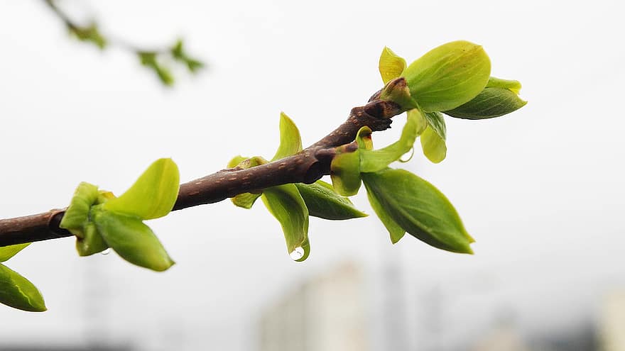 Young Leaves, Bud, Spring, Branch, Leaves, Shoots, Forsythia, Tree, Plant, leaf, close-up