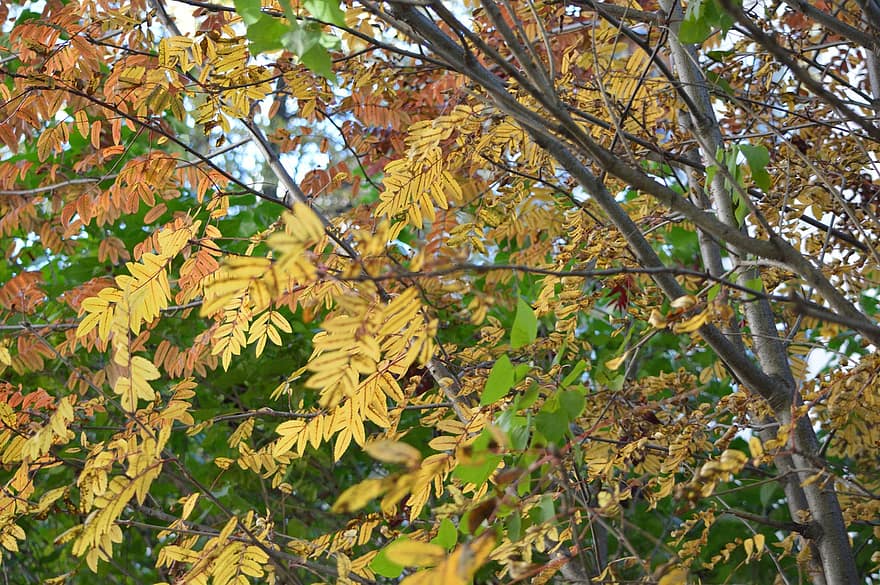 자연, 나무, 이파리, 가지, 가을, 시즌, 잎, 성장, 숲, 노랑, 분기