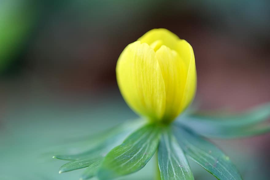 Winterling, Harbinger Of Spring, Eranthis Hyemalis, Early Bloomer, Spring Flowers, Yellow Flower, Petals, Yellow Petals, Blossom, Bloom, Flora