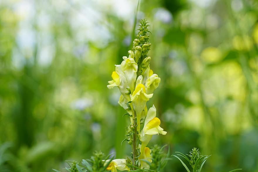 Linaria, blomster, anlegg, toadflax, Lingras, linaria vulgaris, gule blomster, petals, knopper, blomst, Wildflower