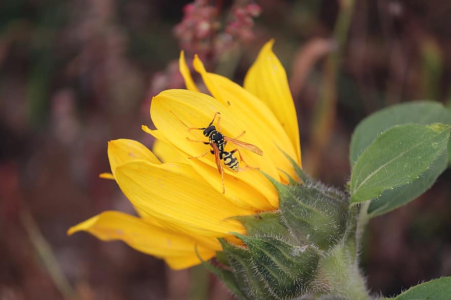 Sunflower, Wasp, Insect, Wings, Petals, Animal