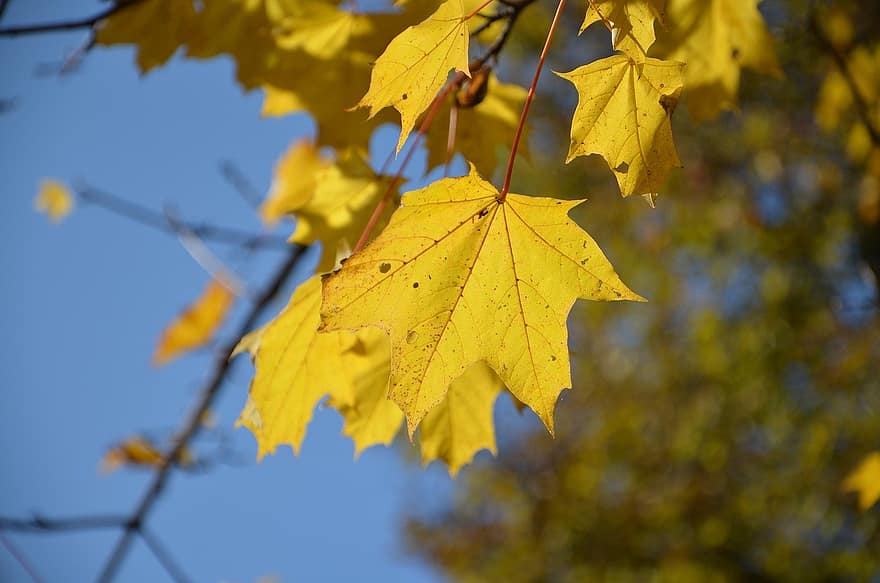 l'automne, feuilles jaunes, feuillage
