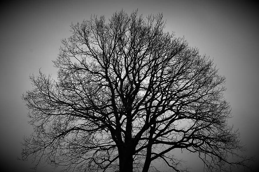 Tree, Forest, Nature, Monochrome, Rural, Treetop, Winter, Photo, S W, Cold, Empty