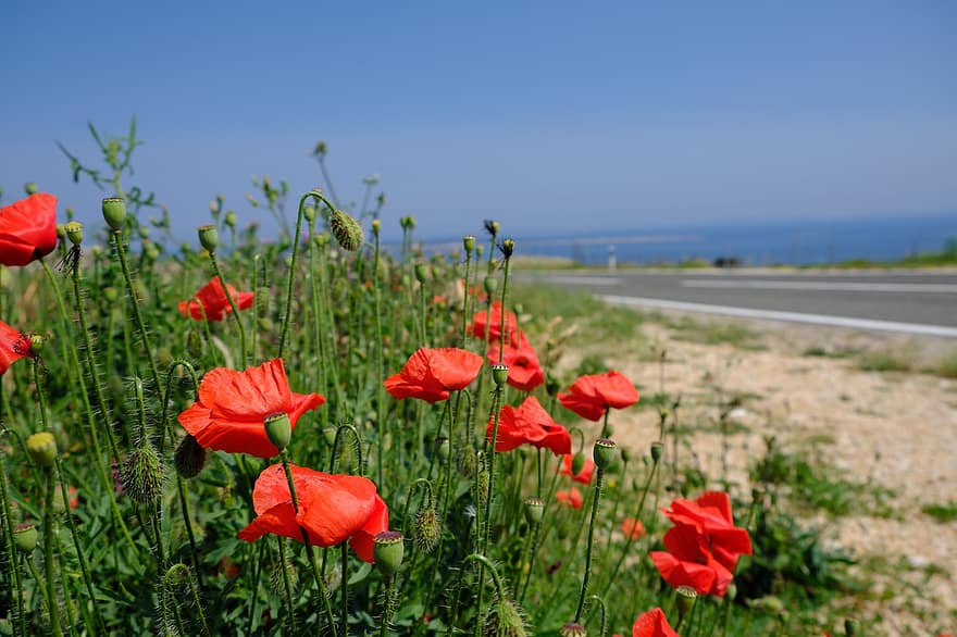 unikko, Kroatia, kesä, luonto, kukat, punainen, Klatschmohn, ala, niitty, unikot, kasvi