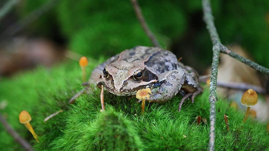 Toad, Frog, Amphibian, Animal, Moss, Mushrooms, Fungus, Fungi, Forest