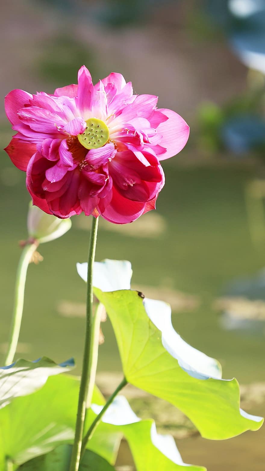 Lotus, Xixiang County, Hanzhong, School Garden, Community, Landscape, plant, summer, flower, leaf, close-up