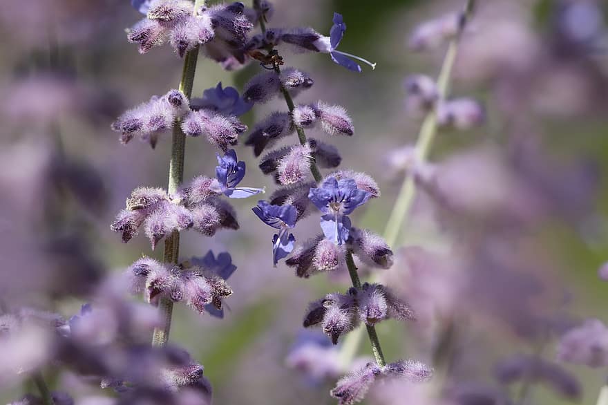 Blue Rhombus, Silver Perowskie, Inflorescence, Flowers, Petals, Meadow, Field, Flora