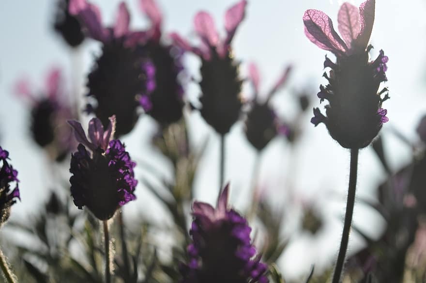 Lavendel, englischer Lavendel, Blumen, Garten, Pflanze, Nahansicht, Blume, lila, Sommer-, Blütenkopf, Blatt