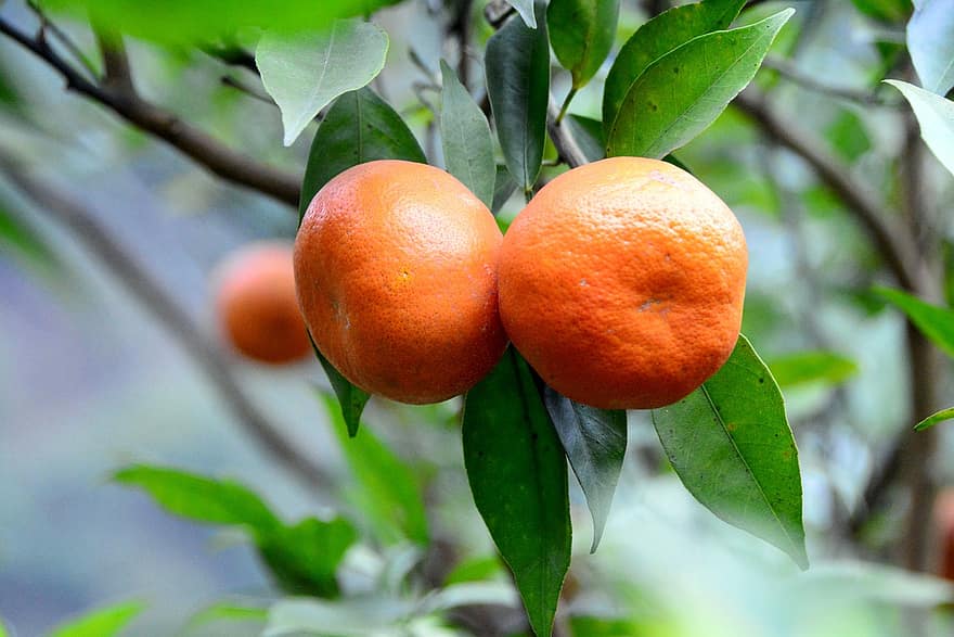 오렌지, 오렌지 나무, 이파리, 가지, 과일, 자연, 신선한 과일, 익은, 잘 익은 오렌지, 수확, 생기게 하다