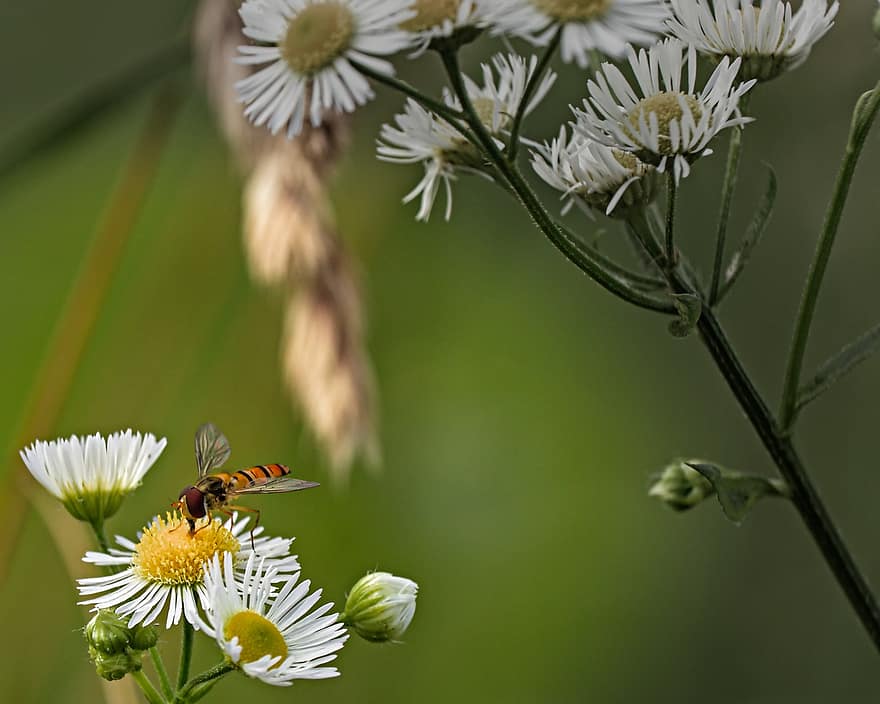abella, flors, insecte, naturalesa, jardí, pol·len, planta, estiu